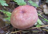 img_3654pus.jpg