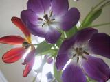 img_4675su.jpg