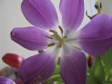 img_4676su.jpg