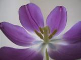 img_4681su.jpg
