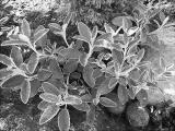 img_6412su.jpg