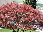 dscf0883