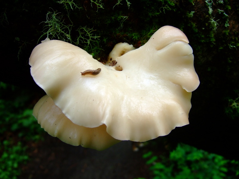 dscf1371