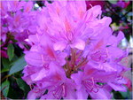 dscf1395
