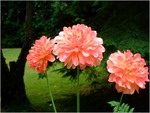 dscf2397