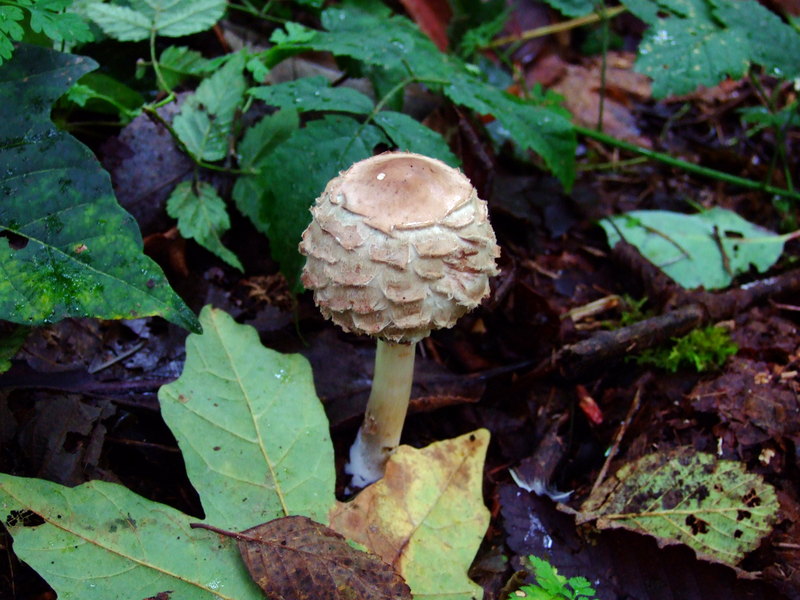 dscf3058