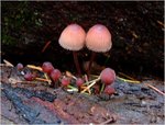 dscf3061p