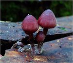 dscf3063p