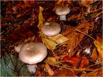 dscf3229