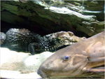 dscf5249
