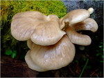 dscf6163