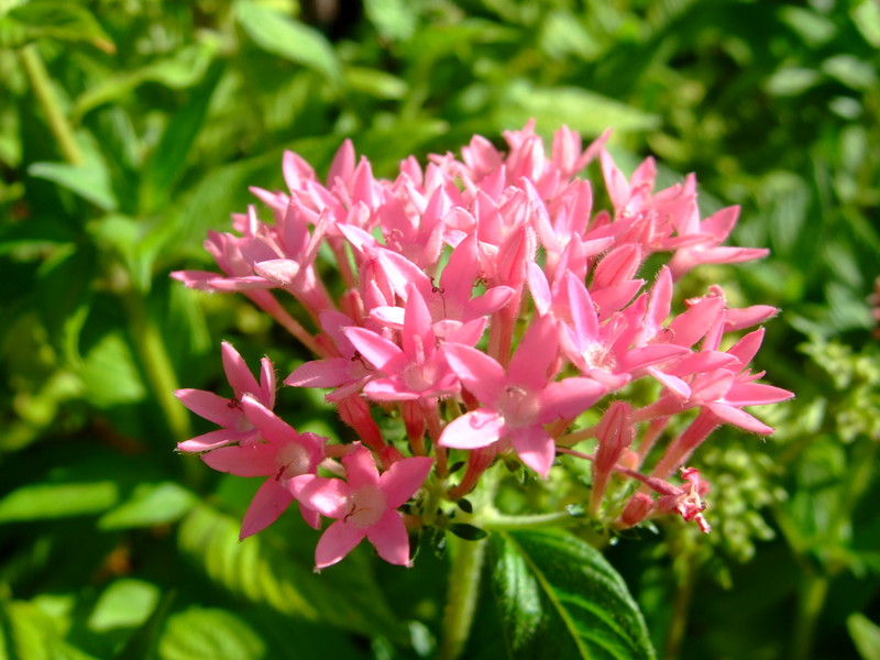 dscf7116