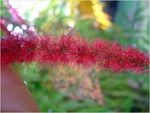 dscf7142