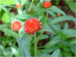 dscf7163
