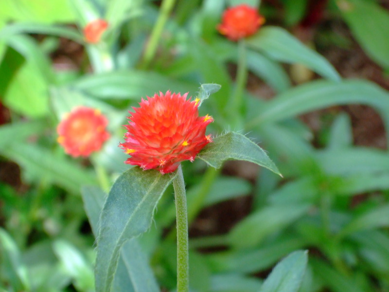 dscf7163