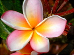 dscf7181