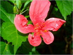 dscf7194