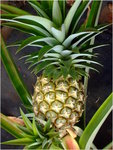 dscf7197