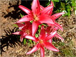 dscf7282