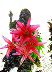 dscf7284pl