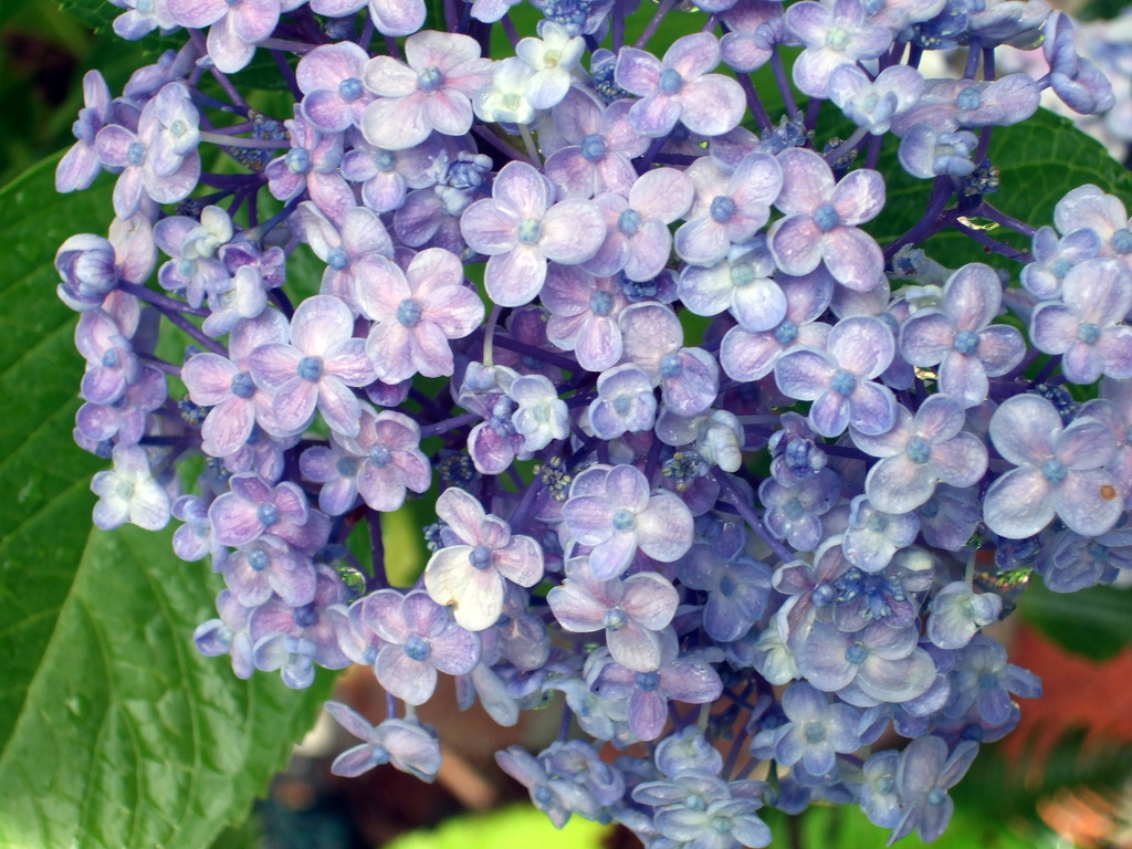 dscf8115l