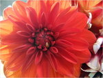 dscf8686