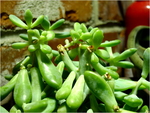 p1000283