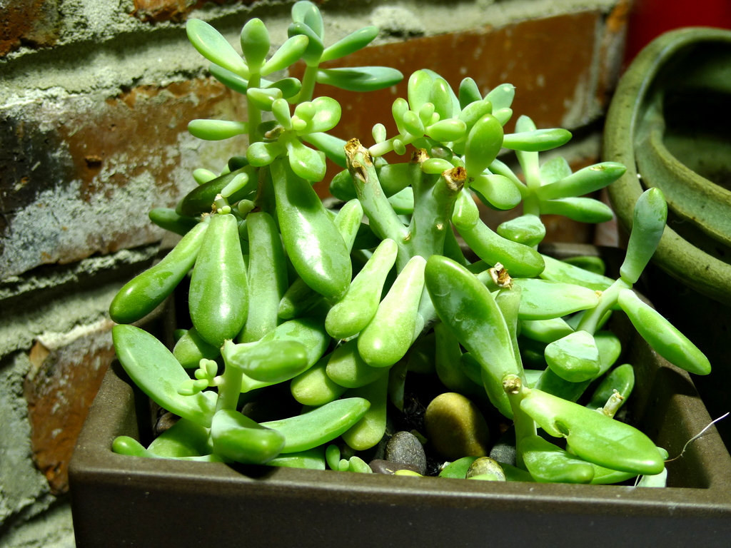 p1000293