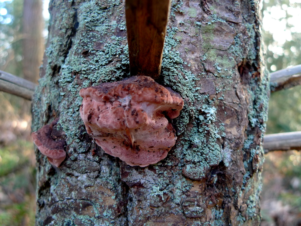 p1000598