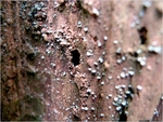 p1000616l