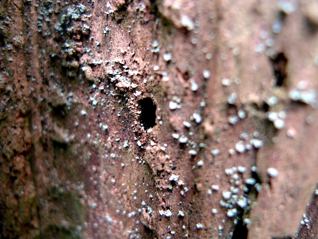 p1000616l