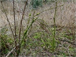 p1000804u