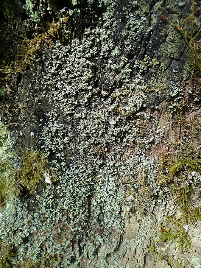 p1000807u