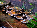 p1010009