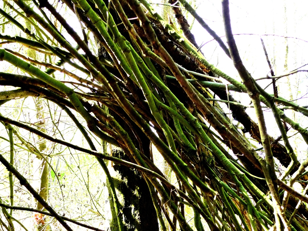 p1010038l