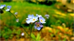 p1010293l