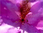 p1010447