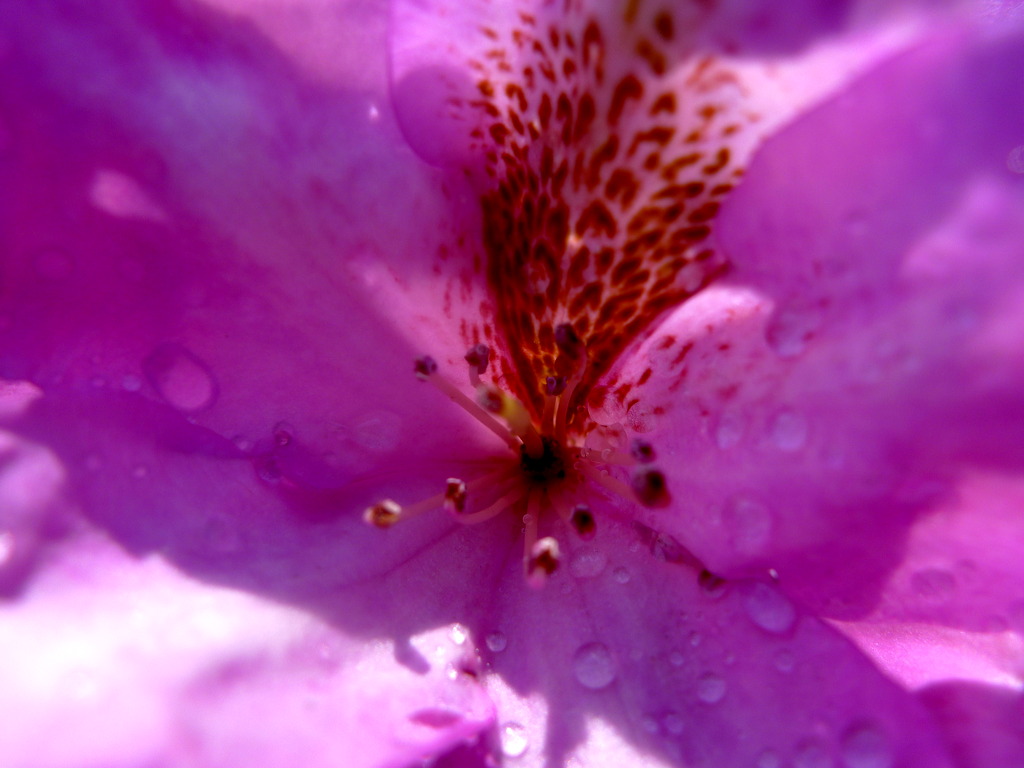 p1010447