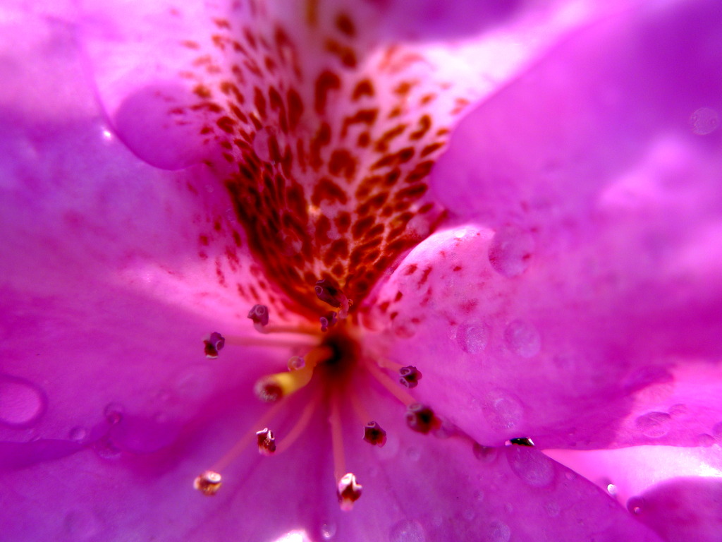 p1010448
