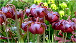 p1010568