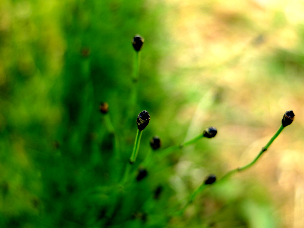 p1010579