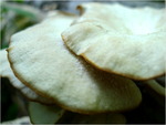 p1010596