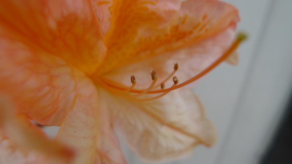 p1030985