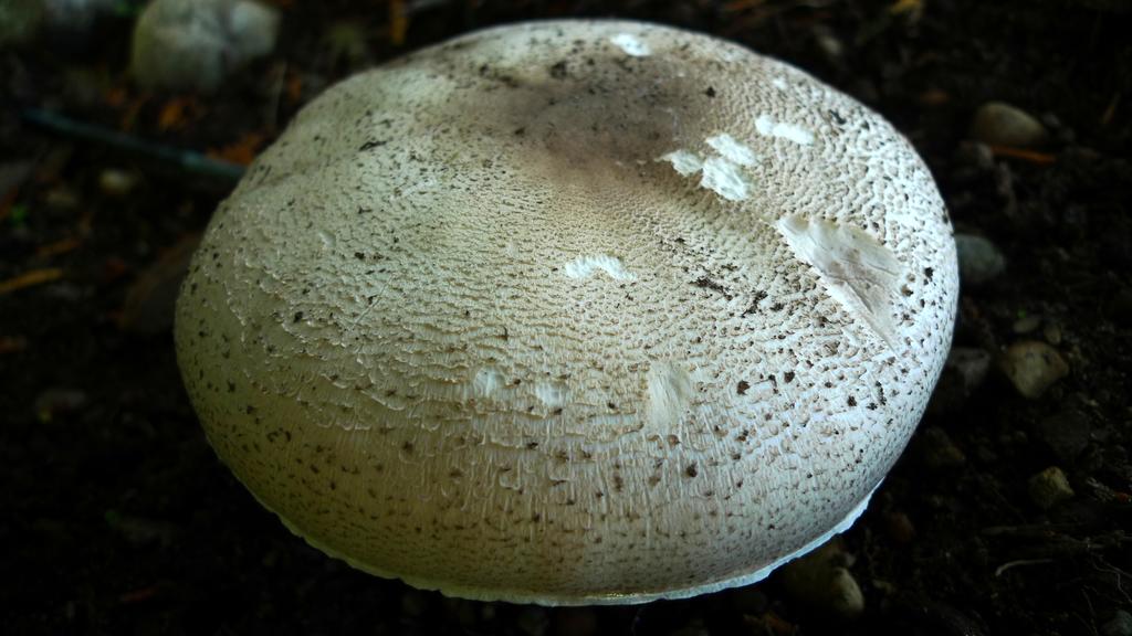 p1050567l