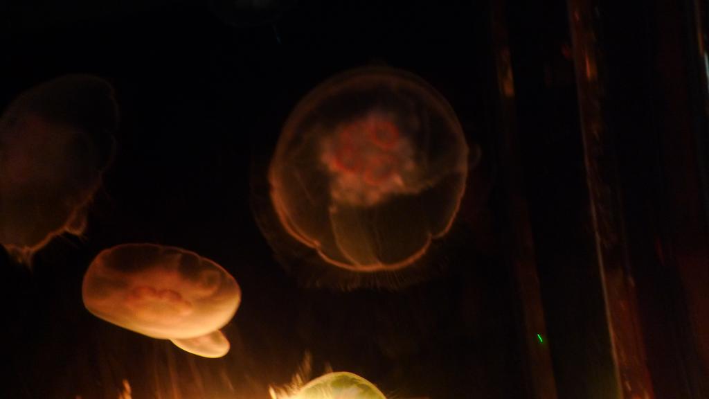 p1060199