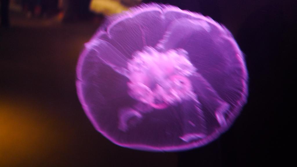 p1060202