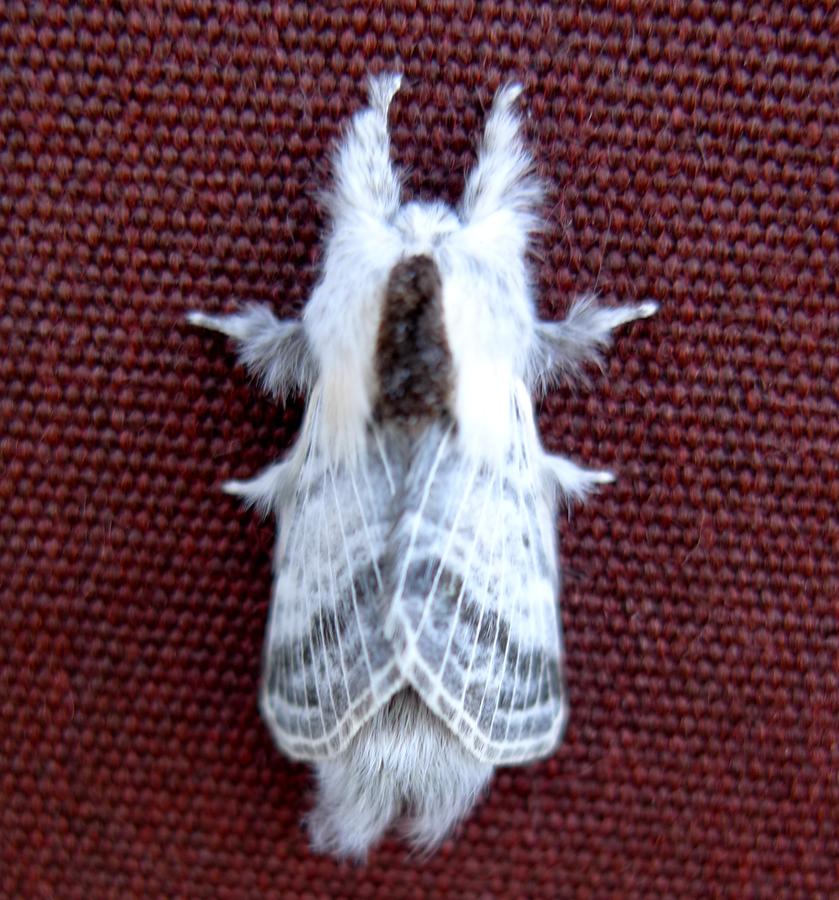 p1080128pl